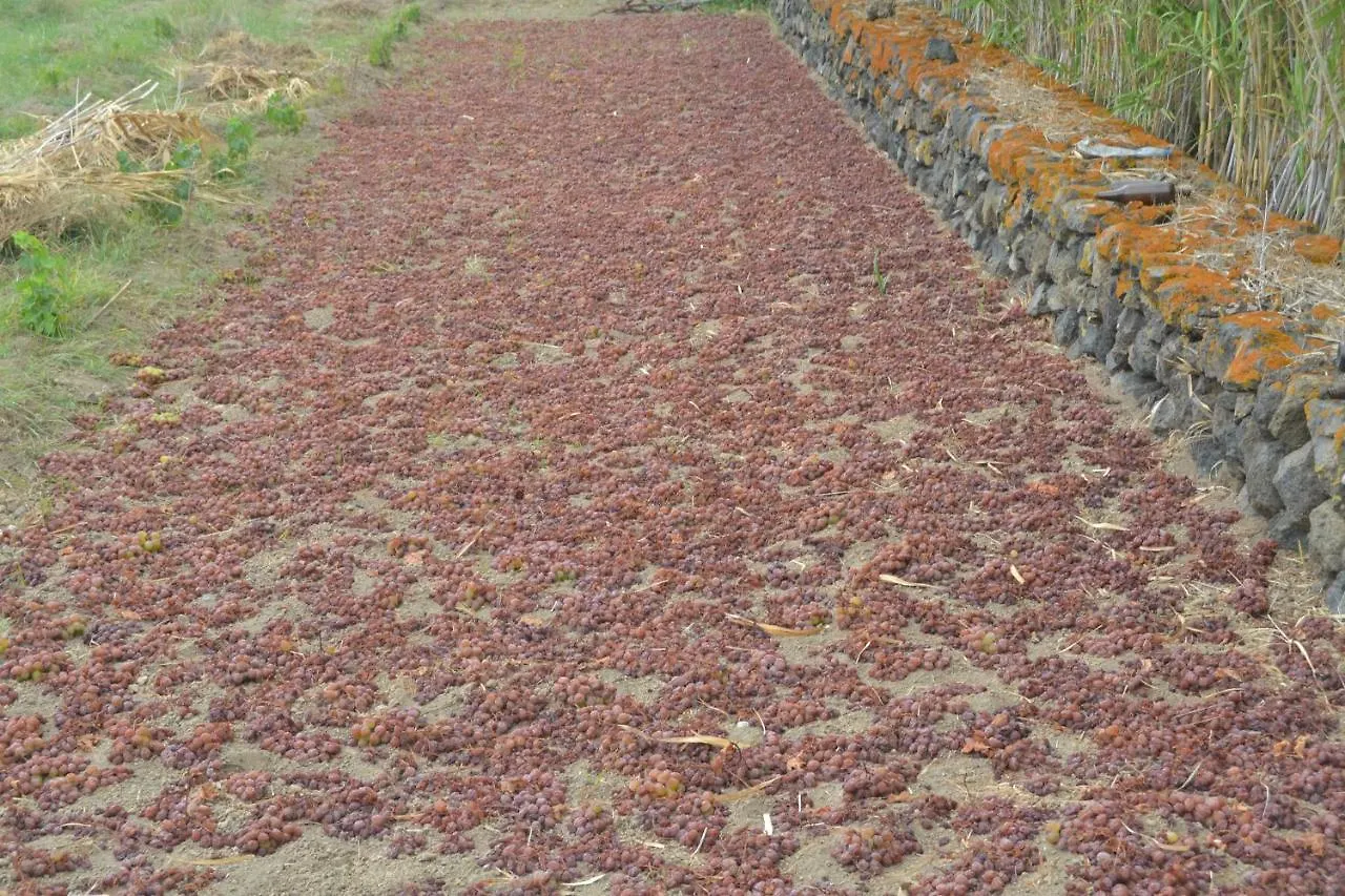 Agriturismo Zinedi Pantelleria Alloggio per agriturismo
